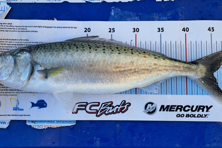 Gordon George caught this 45.0cm Kahawai at Coromandel  during The Export NZ Fishing Competition