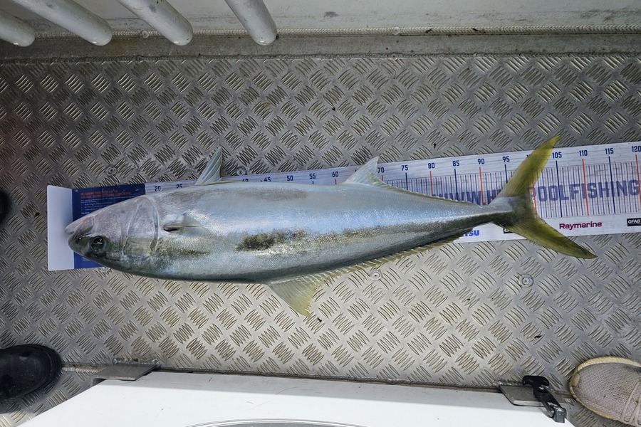Sabin Arackal caught this 99.5cm Kingfish at Auckland during The Export NZ Fishing Competition