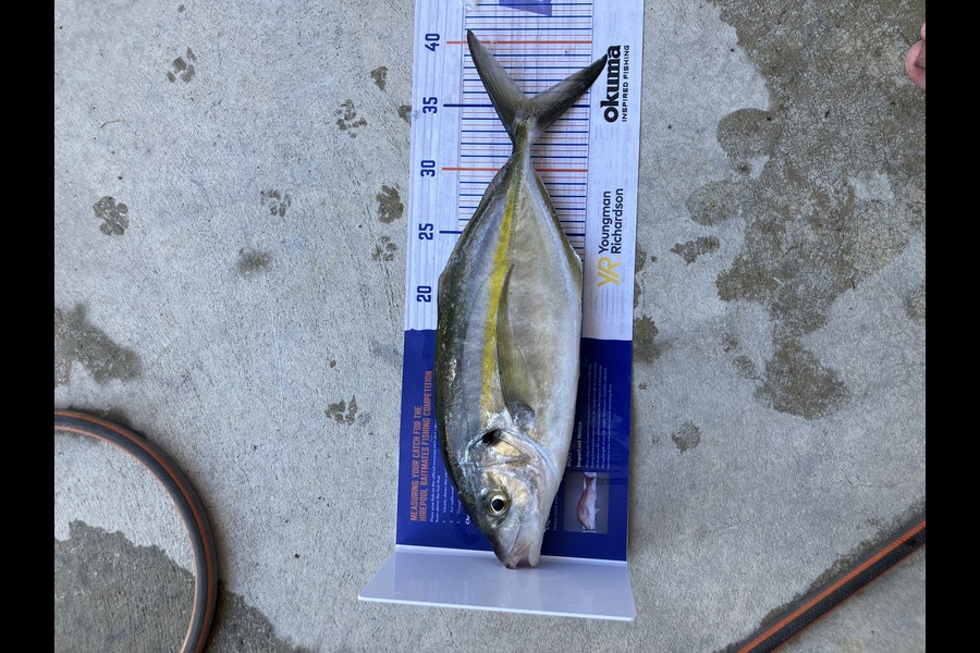 Cameron Flemming caught this 35.5cm Trevally at Ohope during The Export NZ Fishing Competition