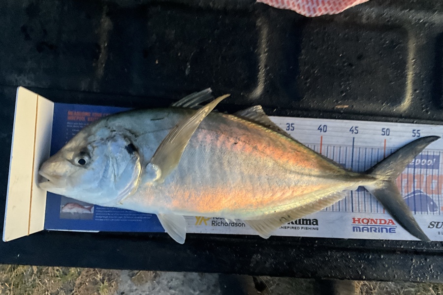 Stephen Heka caught this 51.5cm Trevally at Rangaunu  during The Export NZ Fishing Competition