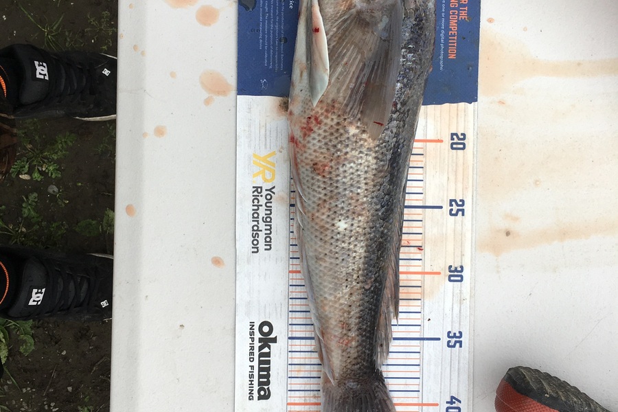 Shaun Sutton caught this 44.5cm Blue Cod at Akaroa  during The Export NZ Fishing Competition
