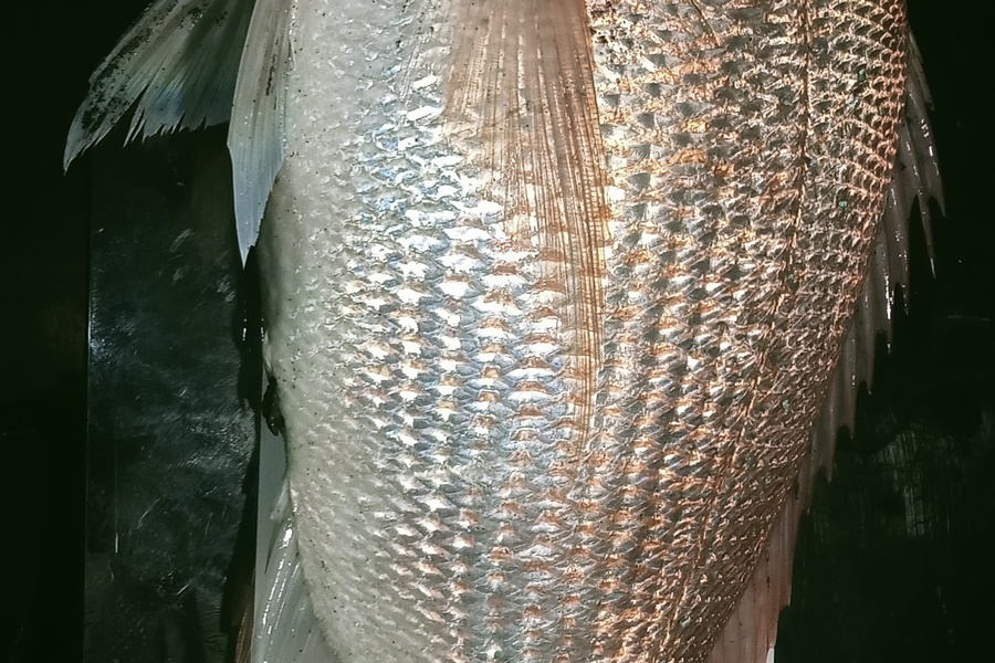 Michael Tynan caught this 57.0cm Snapper at Taranaki  during The Export NZ Fishing Competition