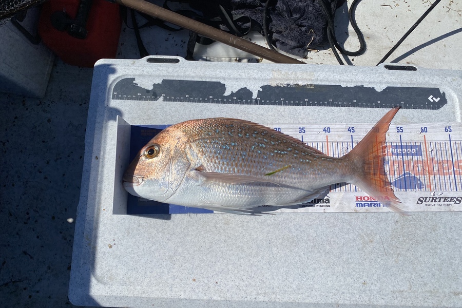 Chris Irving caught this 51.0cm Snapper at Meola reef during The Export NZ Fishing Competition