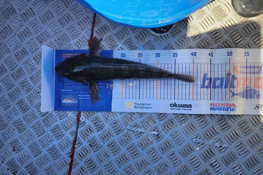 Nick Prinsloo caught this 39cm Blue Cod at Bluff during The Export NZ Fishing Competition