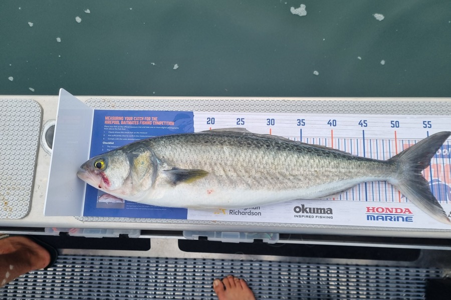 Jesse Slack caught this 53.5cm Kahawai at Firth of thames  during The Export NZ Fishing Competition