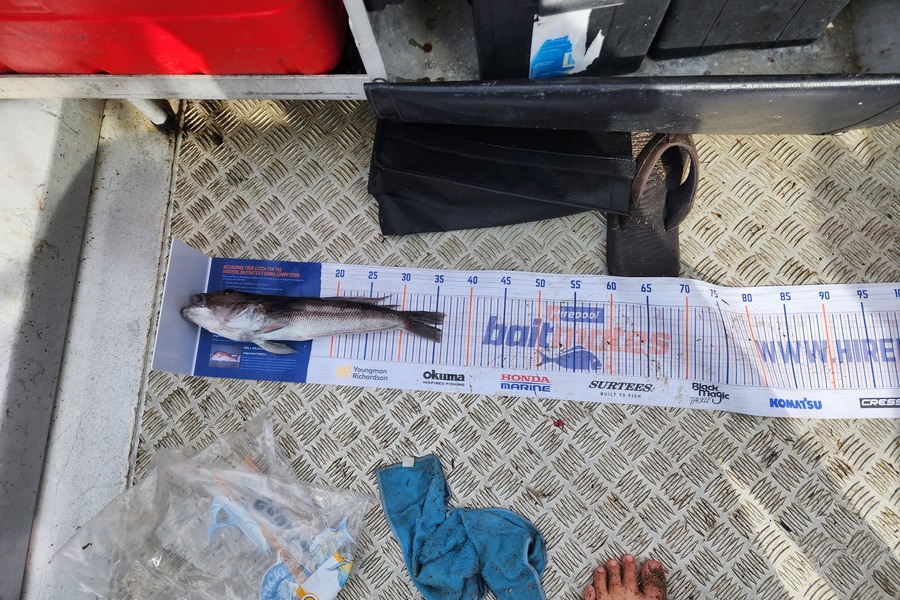 Gareth Evans caught this 34.0cm Blue Cod at Matauri bay during The Export NZ Fishing Competition