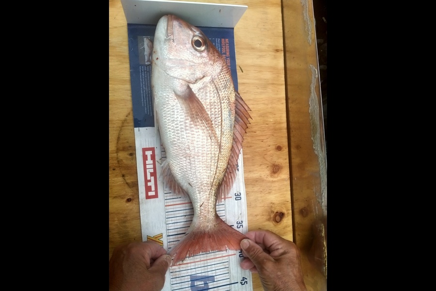 Susan Hill caught this 39.0cm Snapper at Pataua South Whangarei Heads during The Export NZ Fishing Competition