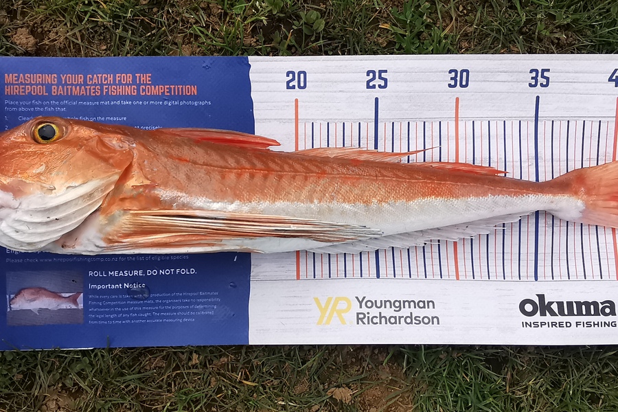 Nikki Farley caught this 43.5cm Gurnard at Opunake during The Export NZ Fishing Competition