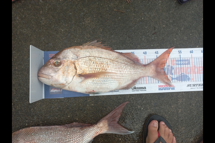 JASON MANGU caught this 47.5cm Snapper at Whangarei during The Export NZ Fishing Competition