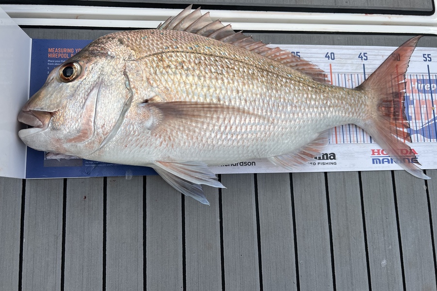 Karen Gray caught this 50.5cm Snapper at Whangarei harbour  during The Export NZ Fishing Competition