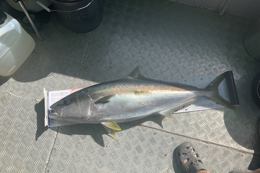 Sara Rutch caught this 97.5cm Kingfish at Thompson Sound  during The Export NZ Fishing Competition