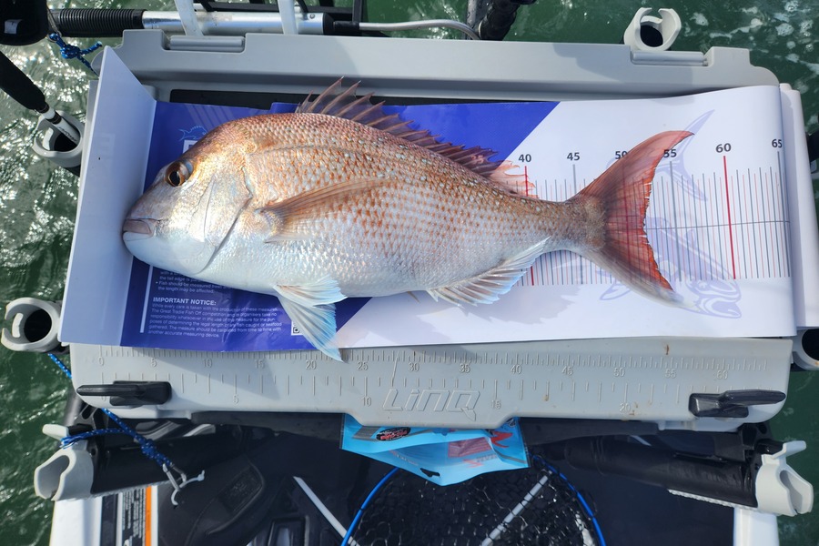 Mark Devantier  caught this 52.0cm Snapper at Kaipara Harbour  during The Export NZ Fishing Competition