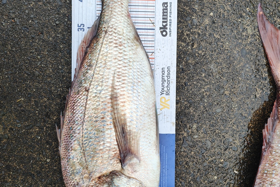 Nathan Clement caught this 46.5cm Snapper at Bream bay  during The Export NZ Fishing Competition