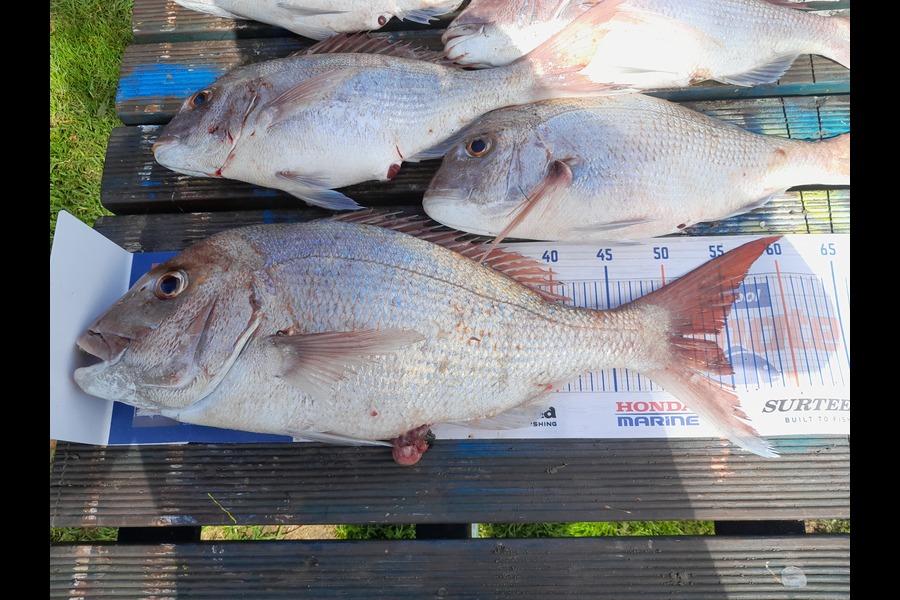 Karl Cochrane caught this 54.0cm Snapper at Pukehina  during The Export NZ Fishing Competition