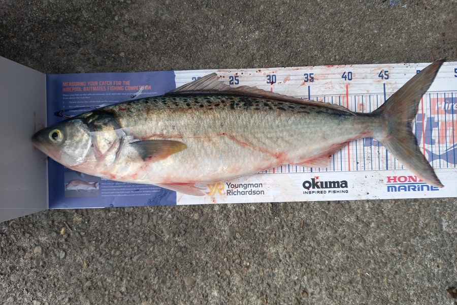 alexander churchman caught this 48.5cm Kahawai at Waitara during The Export NZ Fishing Competition