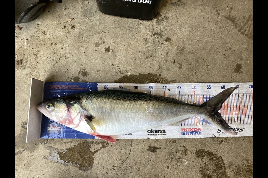 Kyle Hunt caught this 58.0cm Kahawai at Wanganui during The Export NZ Fishing Competition
