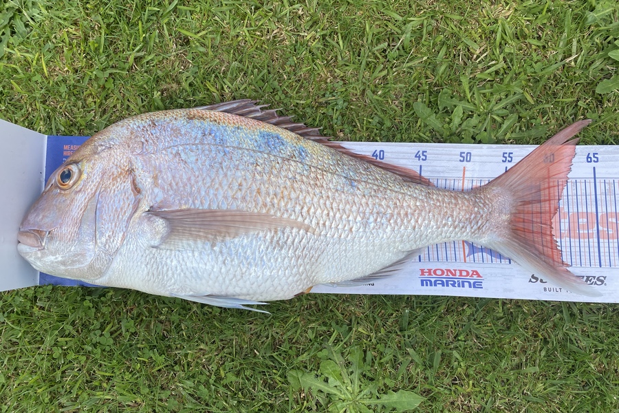 Mathieson Cory caught this 60.0cm Snapper at TownPoint  during The Export NZ Fishing Competition