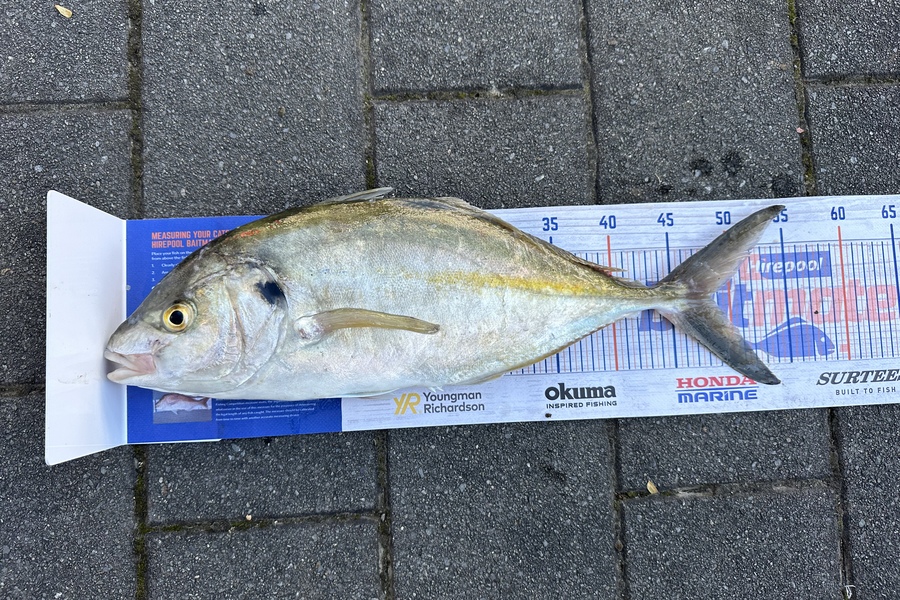 Mason Gestro caught this 47.5cm Trevally at Kapiti during The Export NZ Fishing Competition