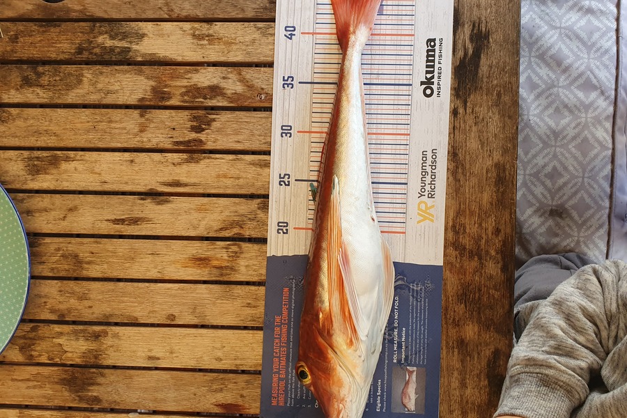 Joshua Mccomb caught this 44.0cm Gurnard at Kaipara harbour  during The Export NZ Fishing Competition