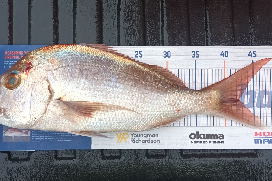 Mike Morphett caught this 42cm Snapper at Rangiputa during The Export NZ Fishing Competition