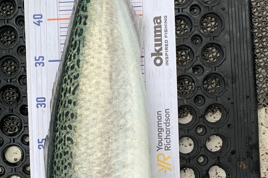 Amber Smith caught this 52.0cm Kahawai at Parua Bay  during The Export NZ Fishing Competition