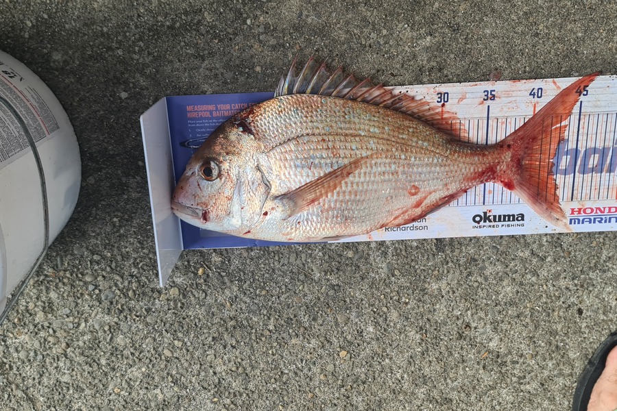 Bevan Harris caught this 42.5cm Snapper at Waitara during The Export NZ Fishing Competition