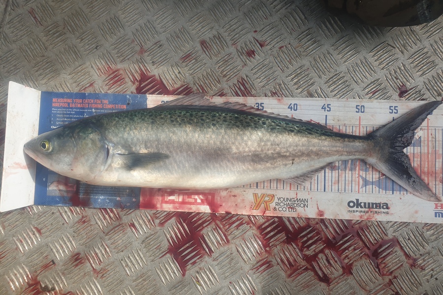 Rodney Niven caught this 56.0cm Kahawai at Wellington  during The Export NZ Fishing Competition