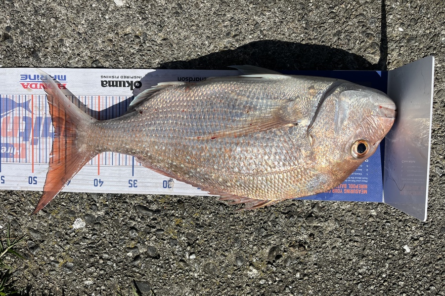 Tony Martin caught this 46.5cm Snapper at Otaki  during The Export NZ Fishing Competition