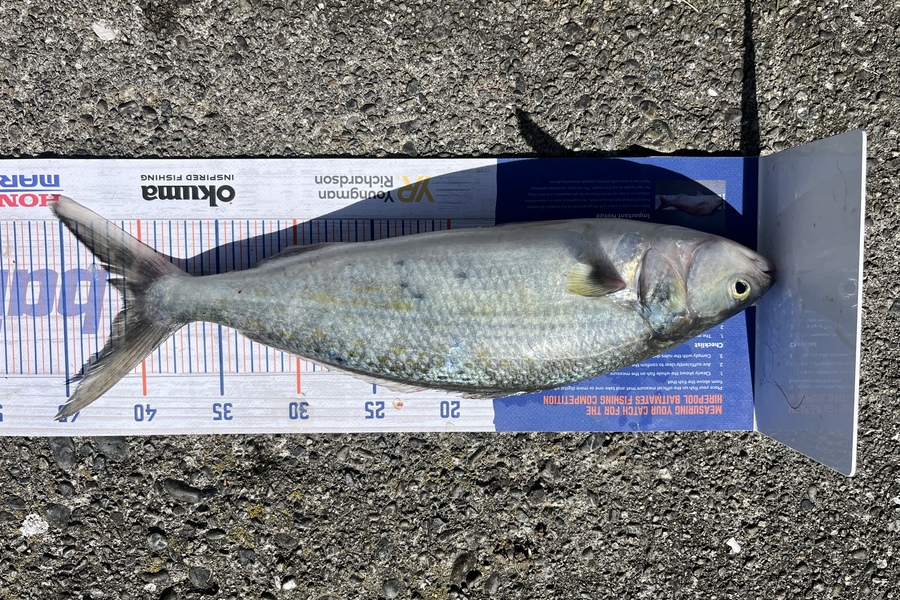 Tony Martin caught this 41.0cm Kahawai at Otaki during The Export NZ Fishing Competition