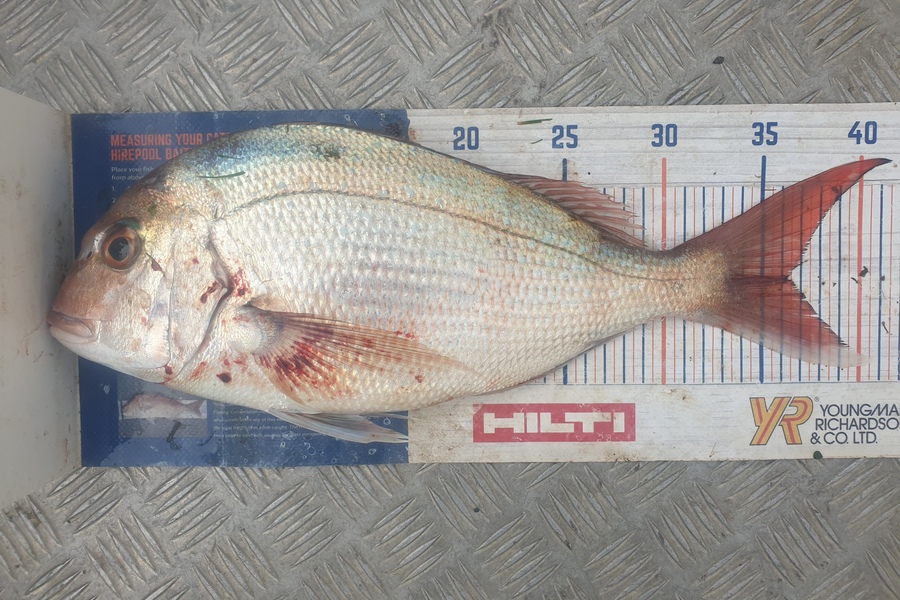 Rodney Niven caught this 36.0cm Snapper at Wellington  during The Export NZ Fishing Competition