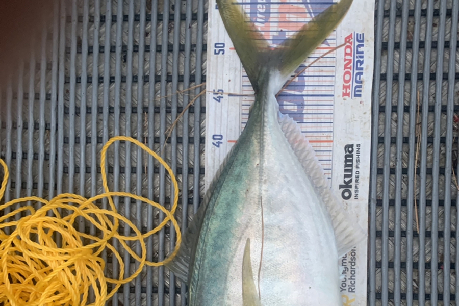 Josh Bolton caught this 50.0cm Trevally at Wellington  during The Export NZ Fishing Competition