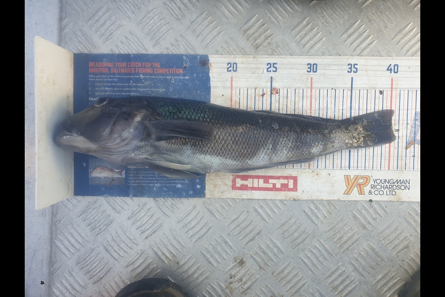 Rodney Niven caught this 40.0cm Blue Cod at Wellington  during The Export NZ Fishing Competition
