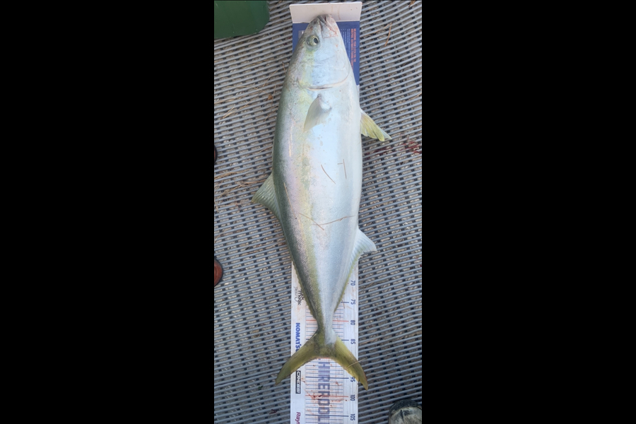Josh Bolton caught this 87.0cm Kingfish at Wellington  during The Export NZ Fishing Competition