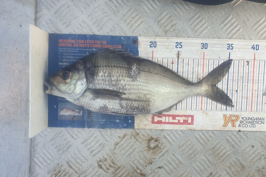 Rodney Niven caught this 32.5cm Tarakihi at Wellington  during The Export NZ Fishing Competition