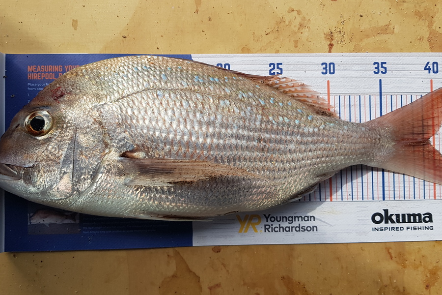 Marty Wehipeihana caught this 39.0cm Snapper at Papamoa Beach, Papamoa during The Export NZ Fishing Competition
