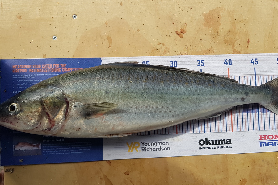 Marty Wehipeihana caught this 50.0cm Kahawai at Papamoa Beach, Papamoa during The Export NZ Fishing Competition