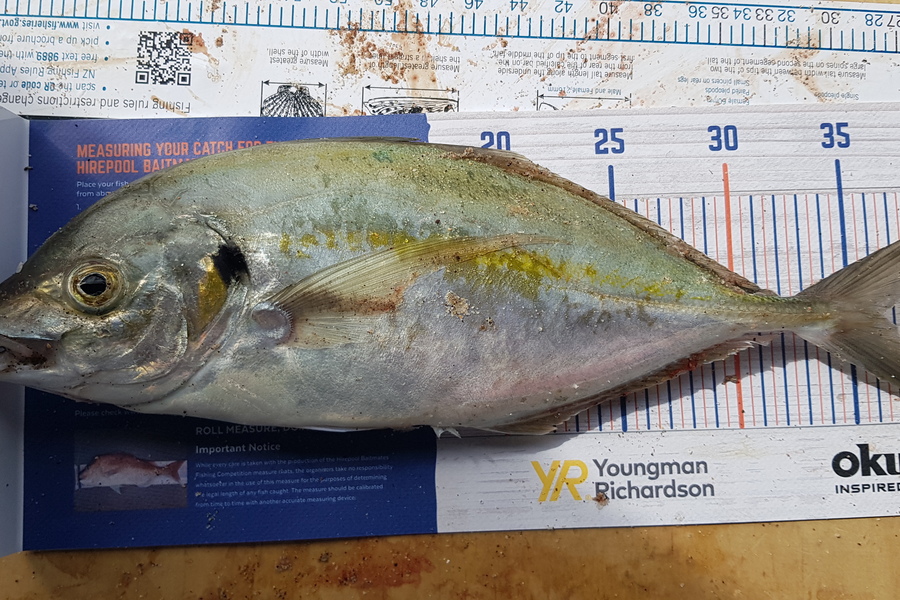 Marty Wehipeihana caught this 36.0cm Trevally at Papamoa Beach, Papamoa during The Export NZ Fishing Competition
