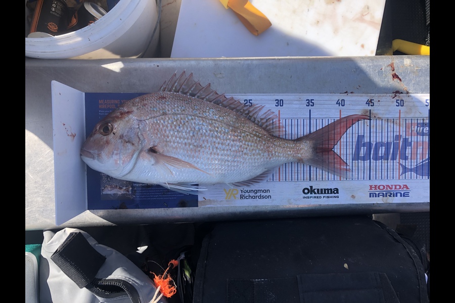 Henry Woolston caught this 38.5cm Snapper at Mana island  during The Export NZ Fishing Competition