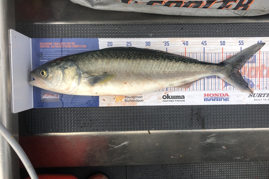 Henry Woolston caught this 54.5cm Kahawai at Wellington Harbour  during The Export NZ Fishing Competition