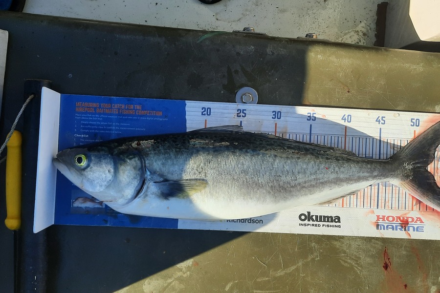 Jason Stewart caught this 51.5cm Kahawai at Wellington harbour during The Export NZ Fishing Competition