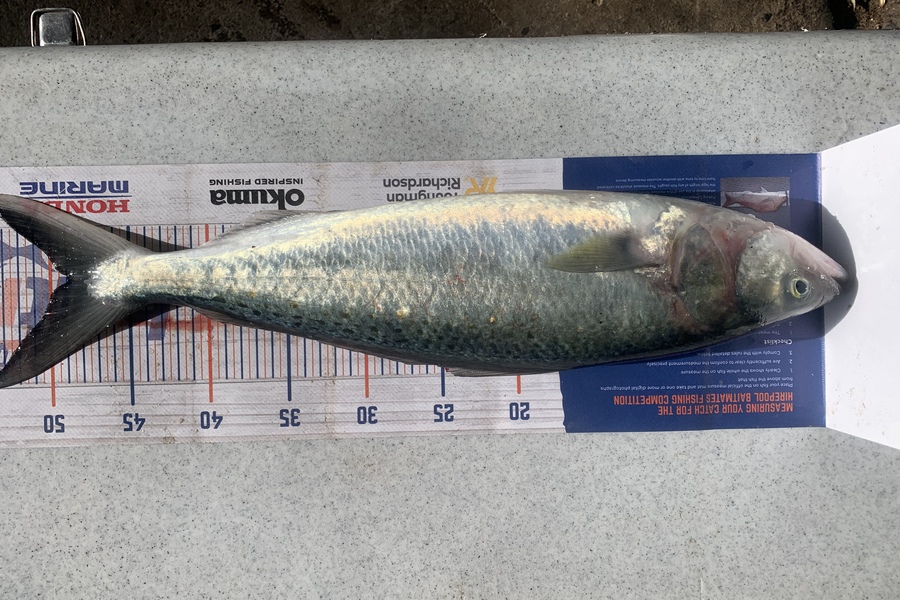 Josh Bolton caught this 49.0cm Kahawai at Wellington during The Export NZ Fishing Competition