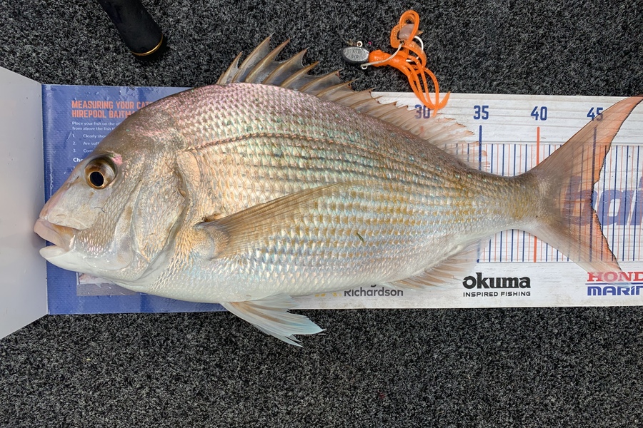 Bevan Sterling caught this 45.0cm Snapper at Kaipara Harbour during The Export NZ Fishing Competition
