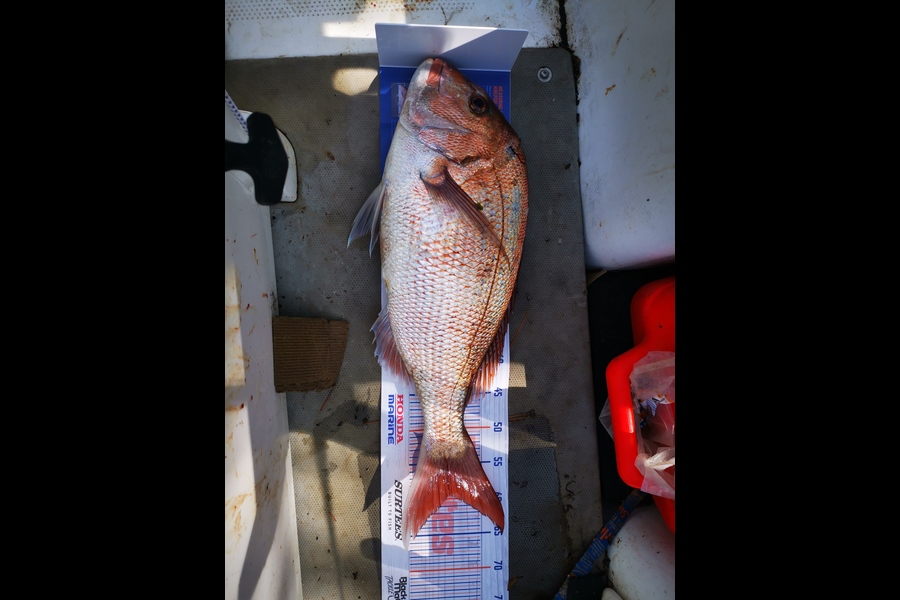 Luke Drumm caught this 58.0cm Snapper at Mana during The Export NZ Fishing Competition