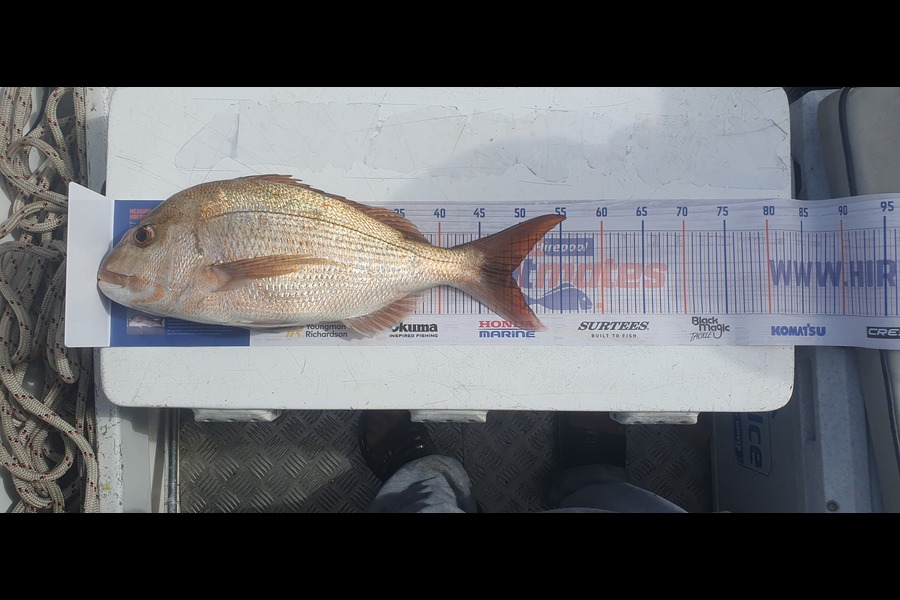 Peter Manukau caught this 49.0cm Snapper at Wilson bay mussel farm during The Export NZ Fishing Competition
