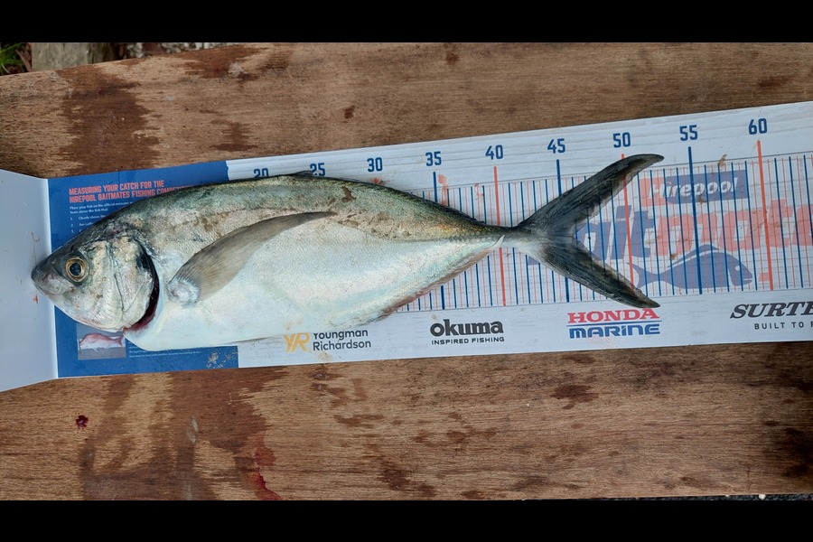 benjamin verdonk caught this 46.0cm Trevally at Curvier during The Export NZ Fishing Competition
