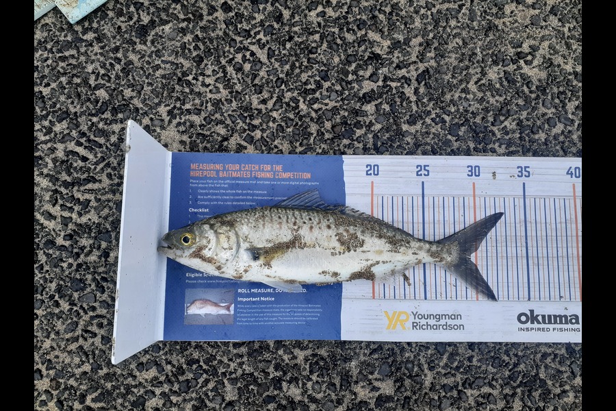 Antz Johnson caught this 29.0cm Kahawai at Whangamata during The Export NZ Fishing Competition