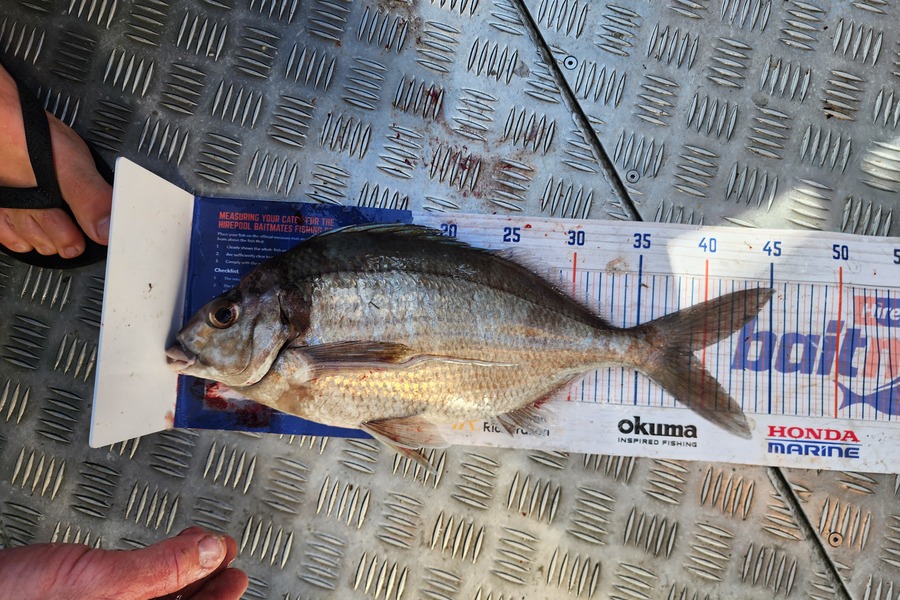 Adam Liddington  caught this 39.0cm Tarakihi at Westland during The Export NZ Fishing Competition