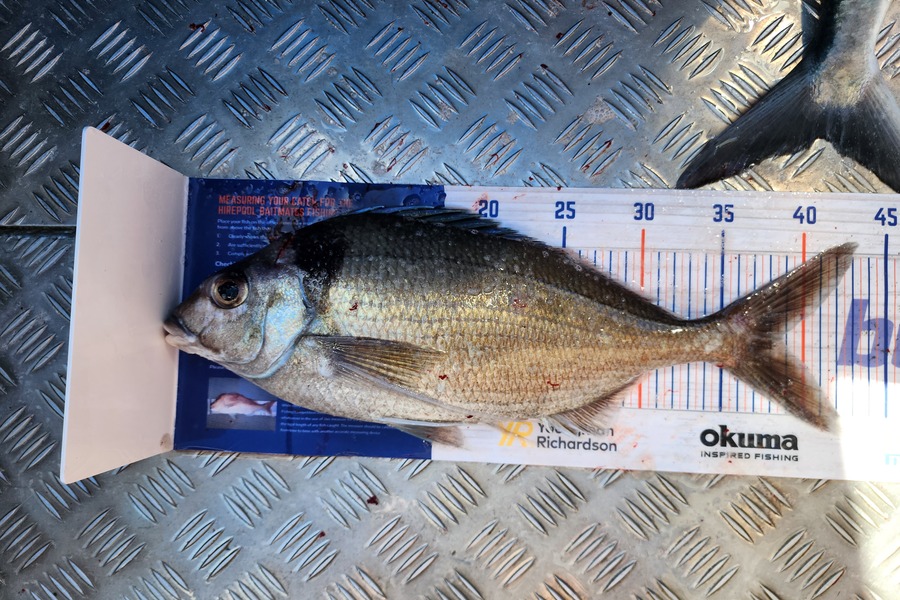 Adam Liddington  caught this 38.5cm Tarakihi at Westland during The Export NZ Fishing Competition