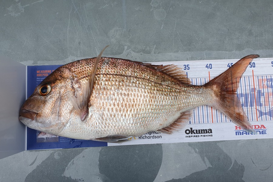 Blair Dobson caught this 45.5cm Snapper at Waikawau during The Export NZ Fishing Competition
