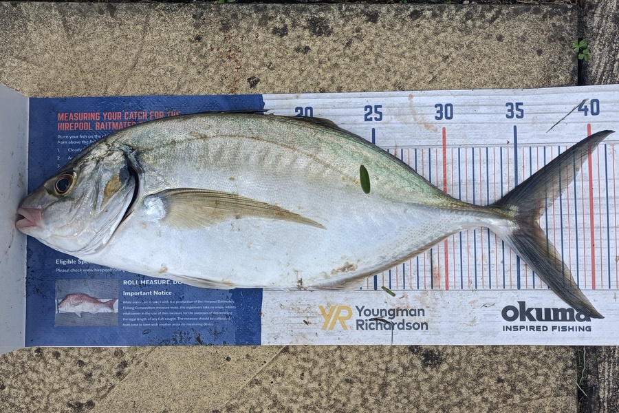 Chris La Franchie caught this 36.5cm Trevally at Kawhia during The Export NZ Fishing Competition